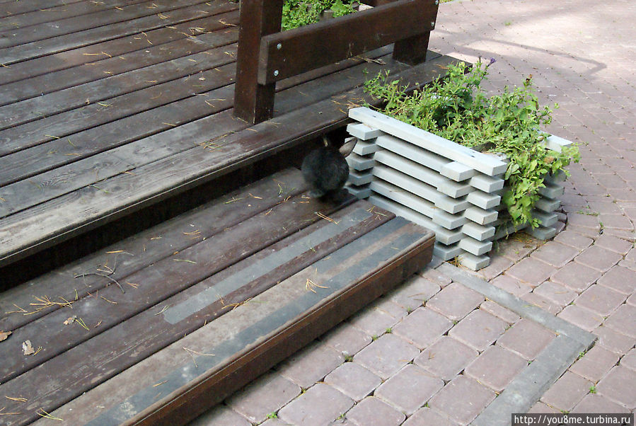 Поймайте мне кролика Нижегородская область, Россия