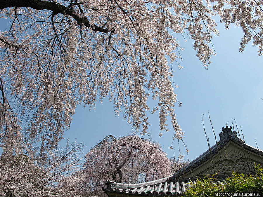 Сад музея храмового комплекса Дайгодзи весной Киото, Япония