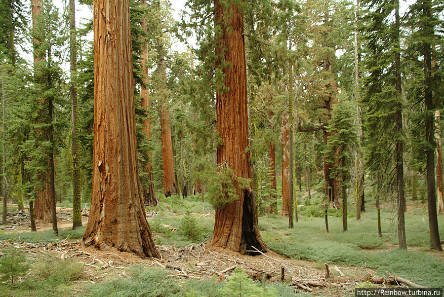 Роща гигантов Йосемити Национальный Парк, CША