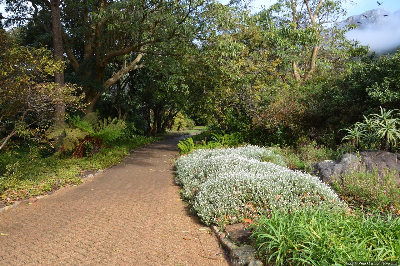 Кирстенбош Национальный Ботанический Сад Кейптаун, ЮАР