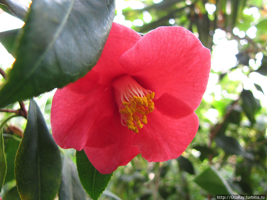 Цветок гибискуса.