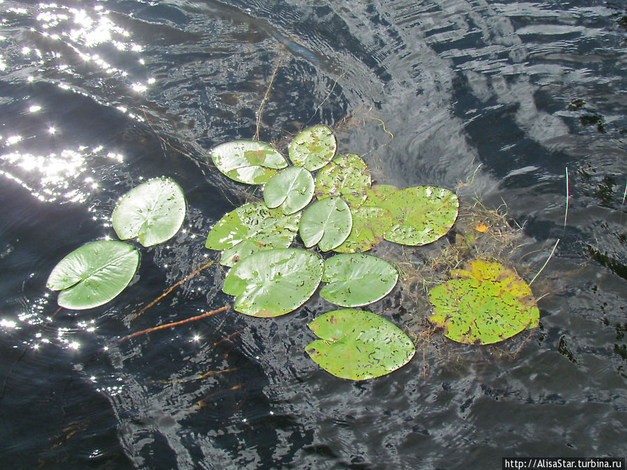 Чистейшая Сайма — прозрачная на глубине до 10 метров! Словно питьевая вода! Пункахарью, Финляндия