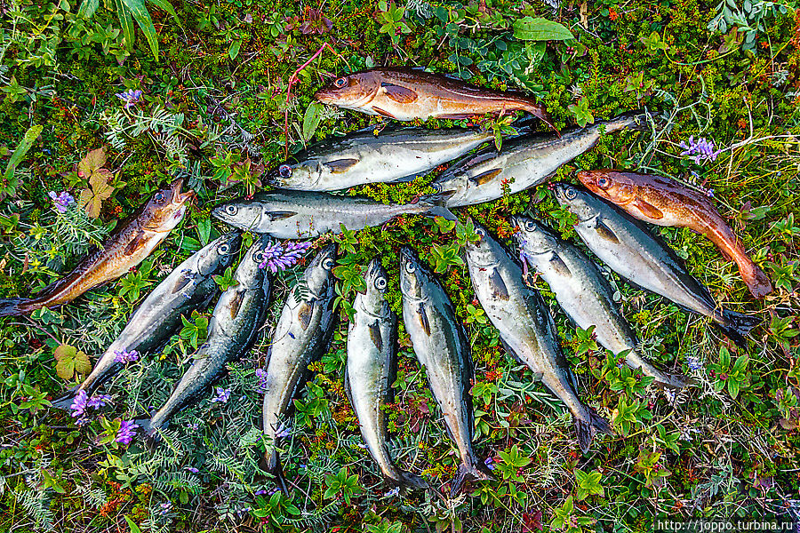 Кольский полуостров. Рыбалка на краю света Мурманская область, Россия