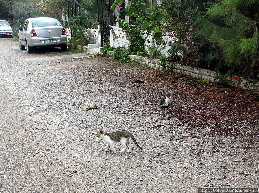 Дидим в конце октября Дидим, Турция