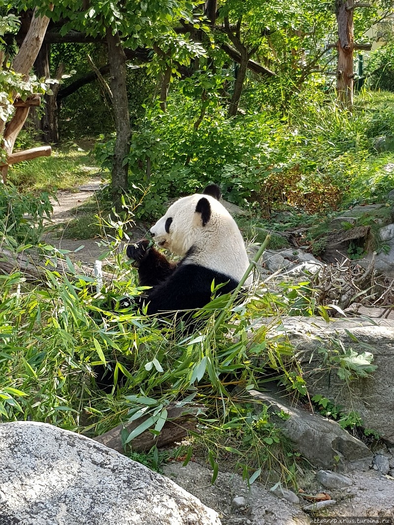 Вена 2019 — Зоопарк Вена, Австрия