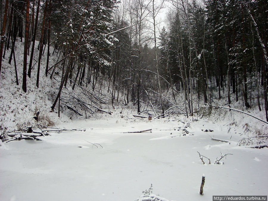 Зимний лес и его обитатели Красноярск, Россия