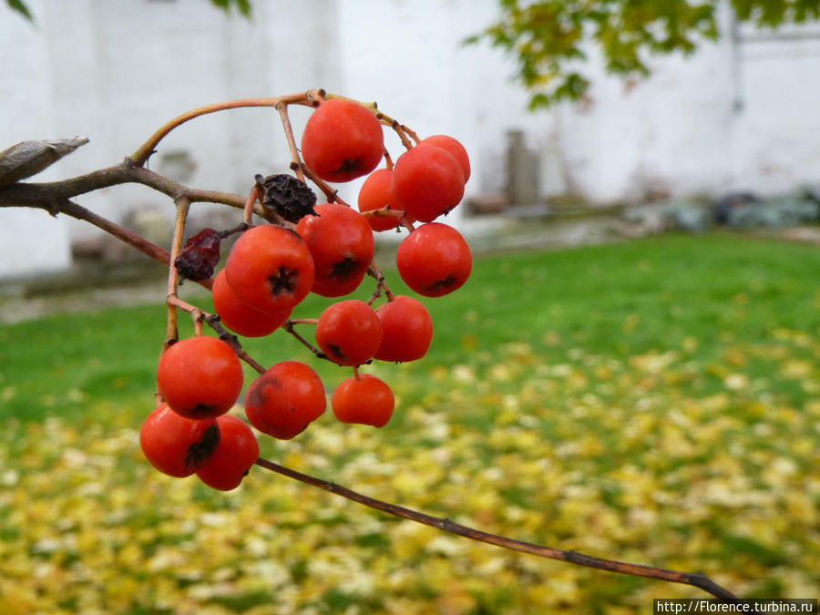 Осень как наркотик. Новодевичий монастырь Москва, Россия