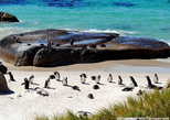 Африканские пингвины на пляжу Боулдерс