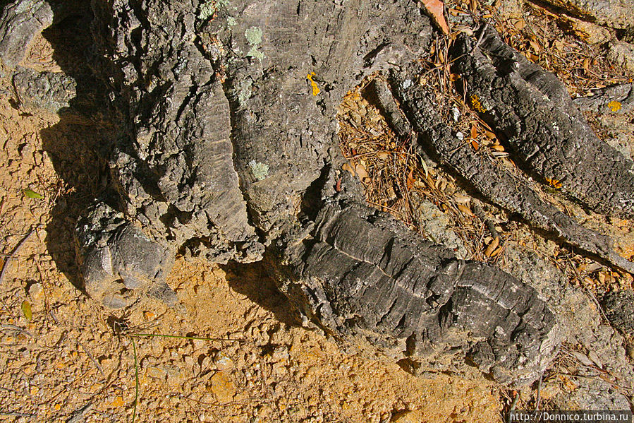 Пробковый дуб — к полету готов! Каталония, Испания