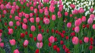 В мае Москва утопает в тюльпанах. И я как-то вдруг решила, что и в розовом цвете они замечательны.