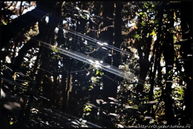 Лесные истории Филиппины