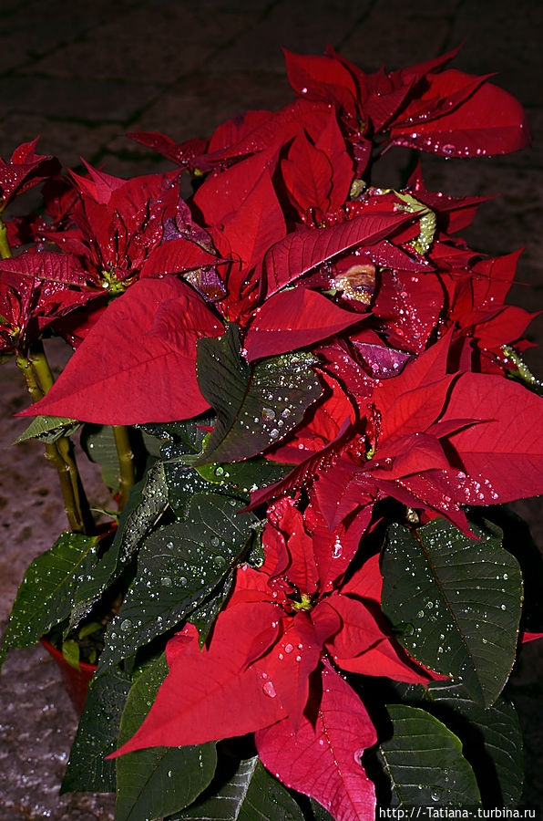 Дождь и подгоревший кофе Палермо Палермо, Италия