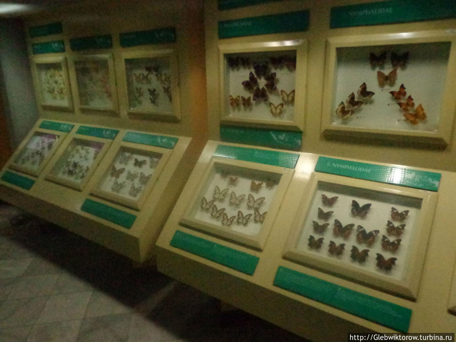Музей насекомых Джакарта, Индонезия