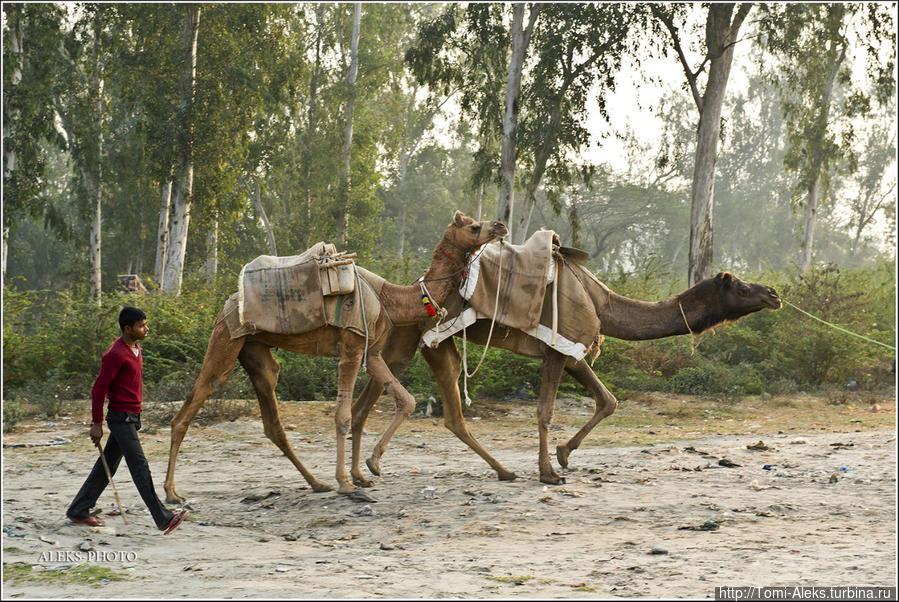 Колоритные верблюды на берегу Ямуны — очень украшают пейзаж... Агра, Индия