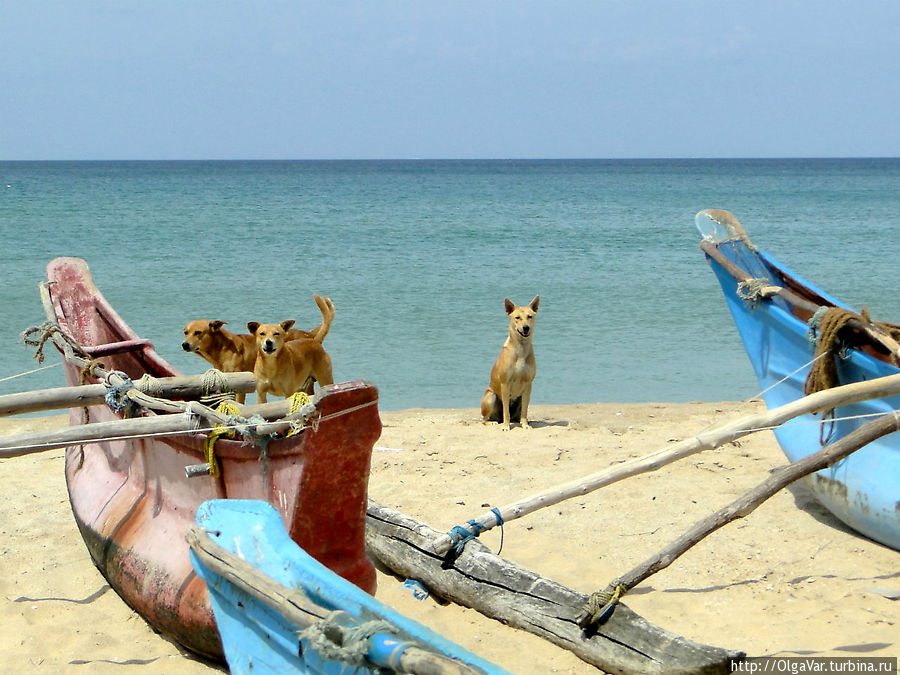 Те самые собаки, что чуть не разорвали меня на части Тринкомали, Шри-Ланка