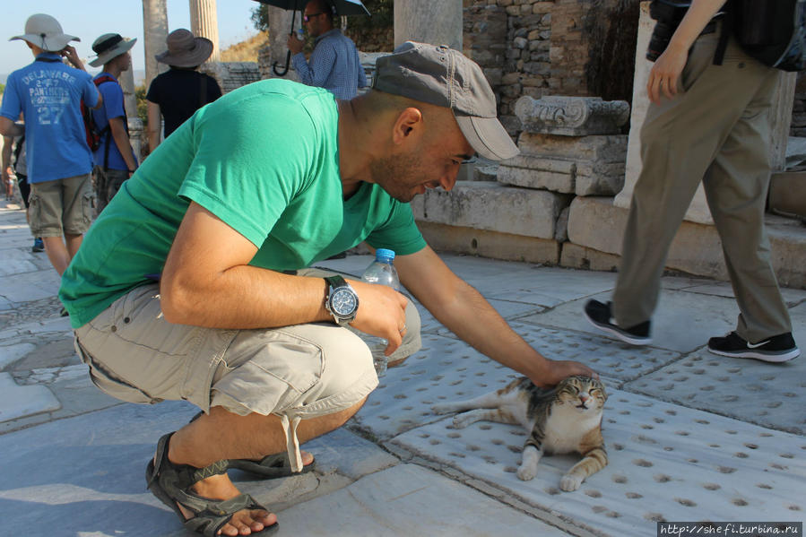 Кошки Эфеса. Турция