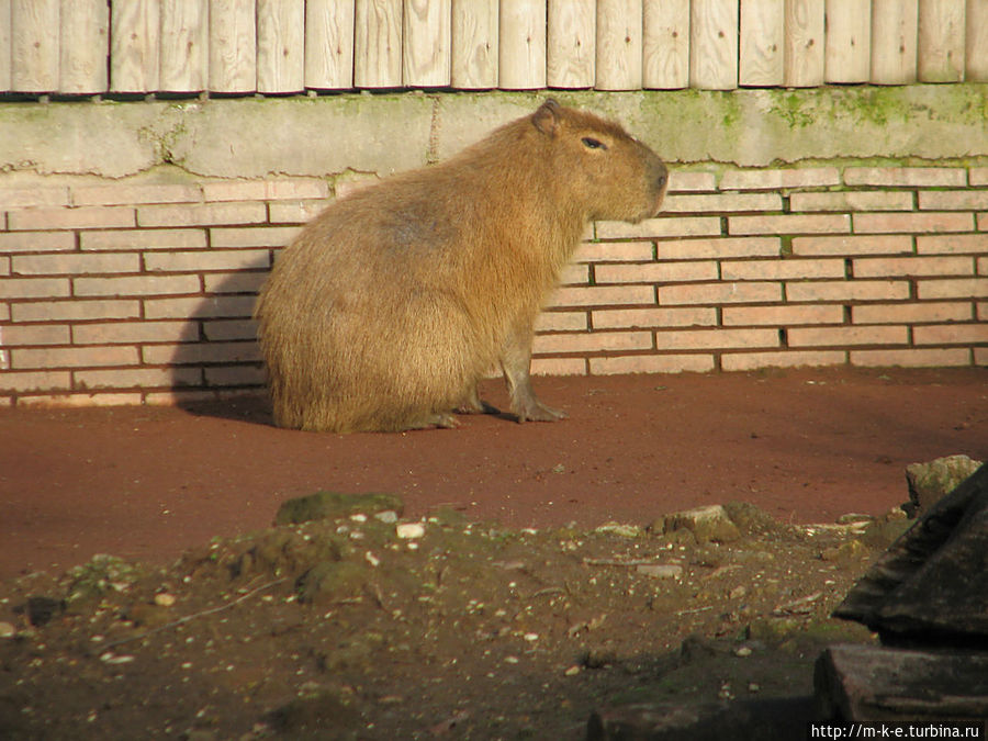 Дождливый биопарк Рима Рим, Италия