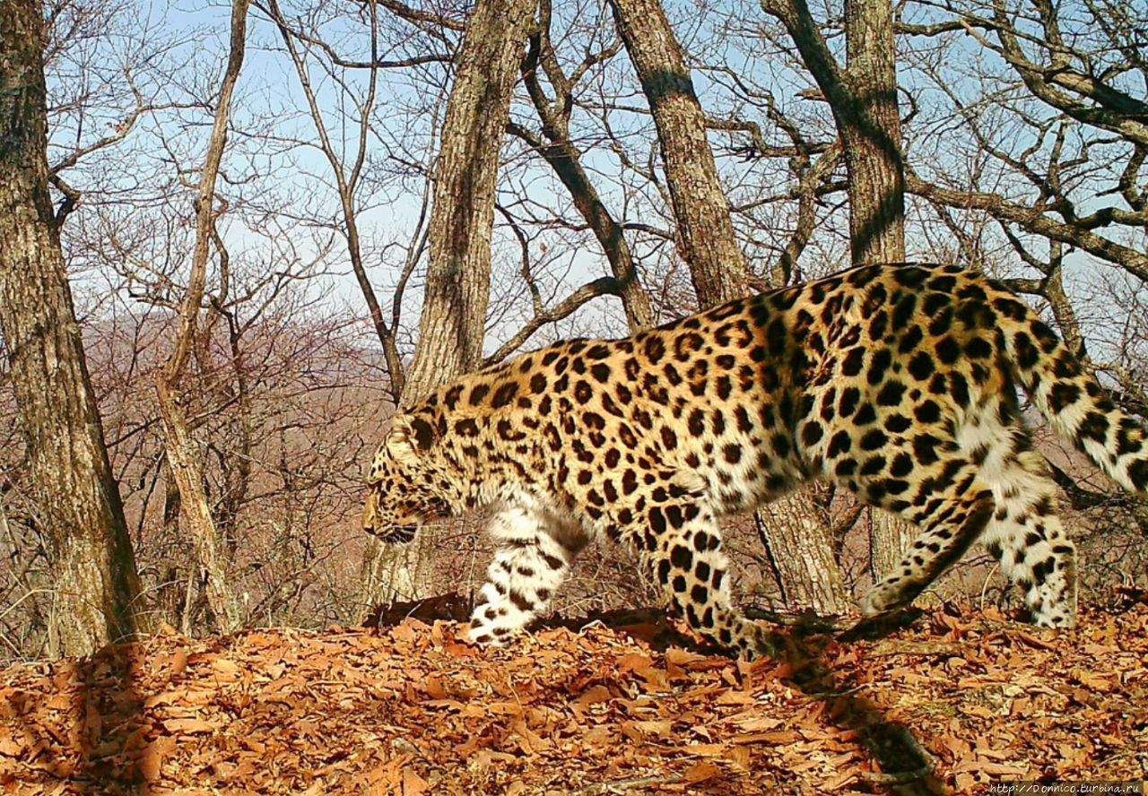 фото с сайта http://leopard-land.ru Земля Леопарда Национальный Парк, Россия