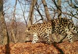 фото с сайта http://leopard-land.ru