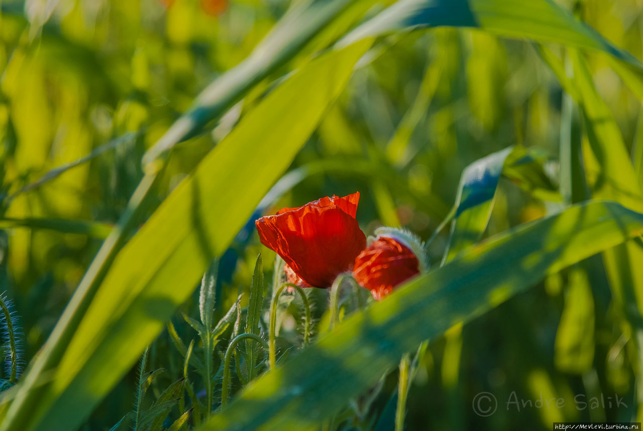 Маковое поле у фермерского дома в Испании Испания