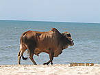 коровы на пляже это норма) немного отличаются от наших)