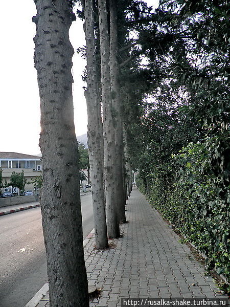 Тротуарная плитка уложена вокруг деревьев Кемер, Турция