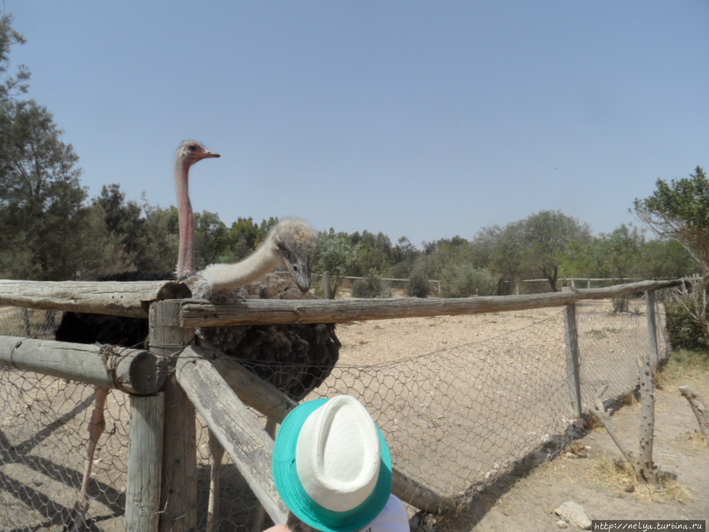 Через минуту шляпы не будет на голове, к счастью, какой то турист оказался проворным и отвоевал её у страуса Хаммамет, Тунис