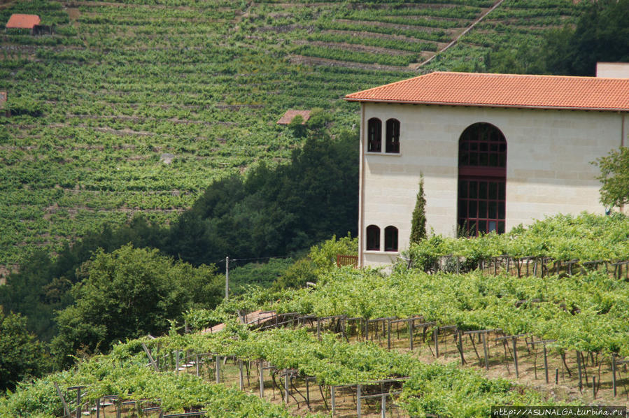 Белые и красные вина этого Д.О. характеризуются умеренным содержанием алкоголя, свежестью и нежным фруктовым вкусом. По территории этот регион не самый большой, но его ландшафты – по истине уникальны. Склоны гор, переходящие в долины, покрытые виноградниками, делают местные пейзажи незабываемыми. Галисия, Испания