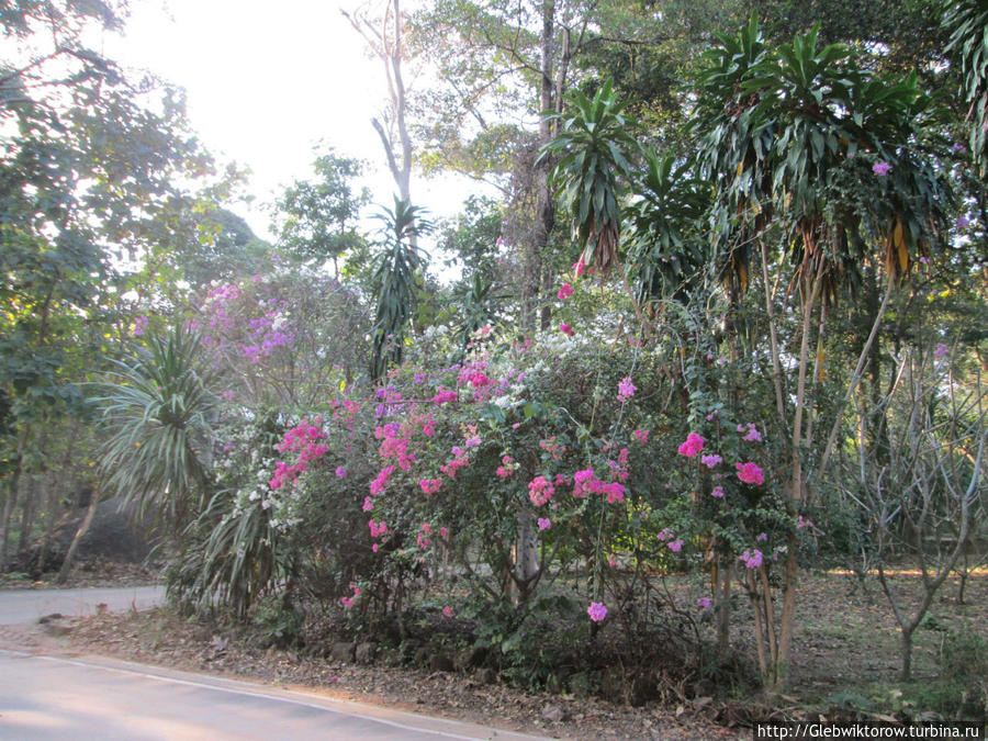 Интересный и малоизвестный лесной ват Нонг-Буа-Лам-Пху, Таиланд