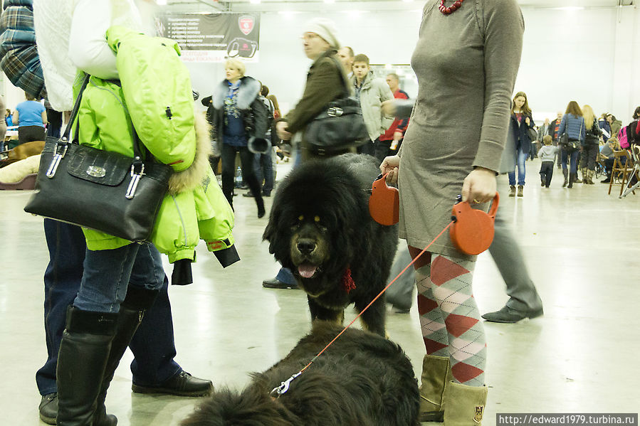 Выставка собак, Россия-2012 Москва, Россия