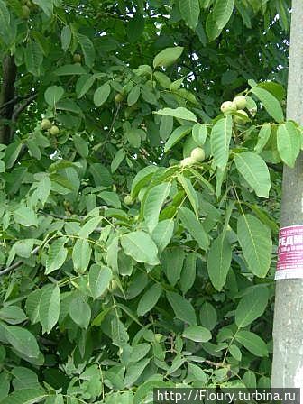 Грецкие орехи растут за забором поселенцев Верхней Хортицы Запорожье, Украина
