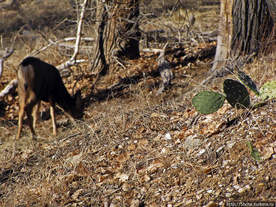 редкий снимок... нет, к оленям мы уже привыкли, а вот олени рядом с кактусами... Национальный парк Зион, CША