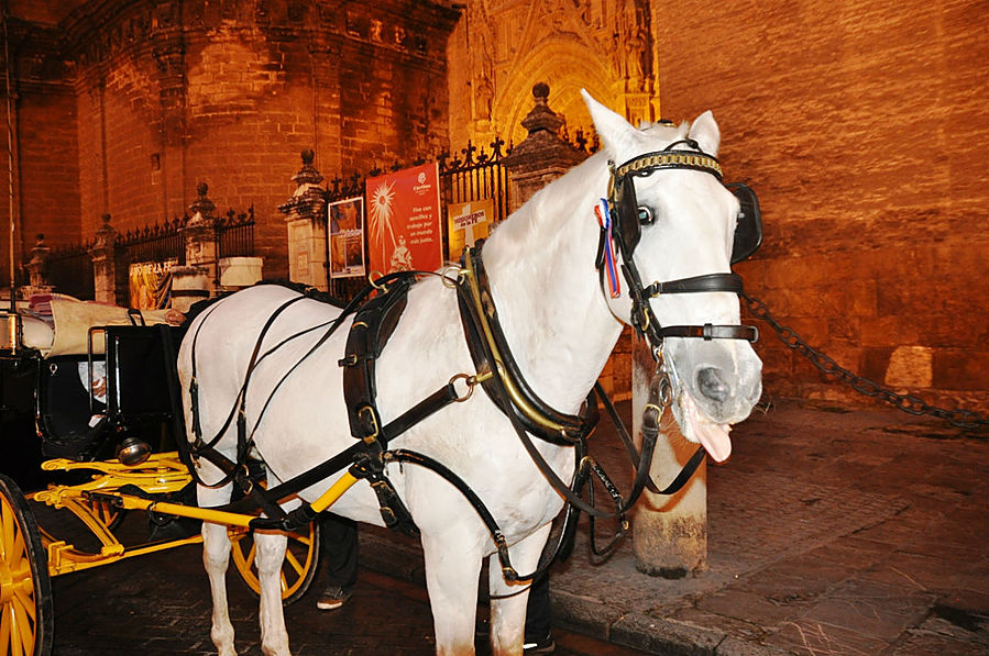 По Севилье на лошадке Севилья, Испания
