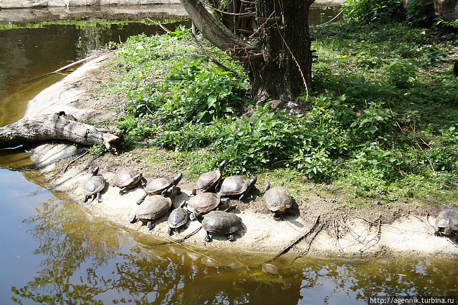 Черепахи греютсся на теплых камнях Зальцбург, Австрия