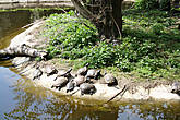 Черепахи греютсся на теплых камнях