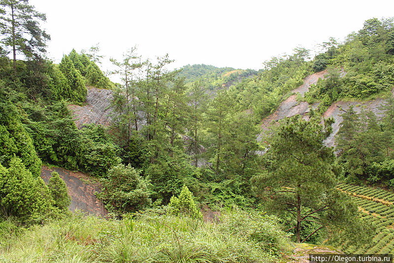 Вдоль утёсов, по полям чайным Уишань, Китай