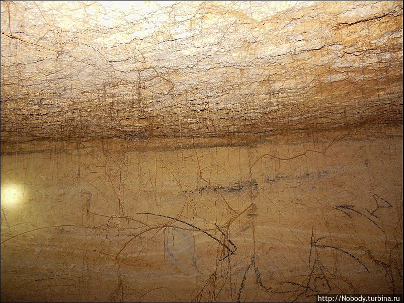 Ещё больше корней растений!