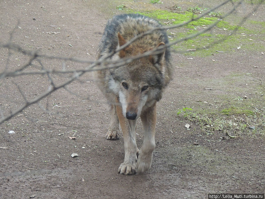 вот она Мама Рима Рим, Италия