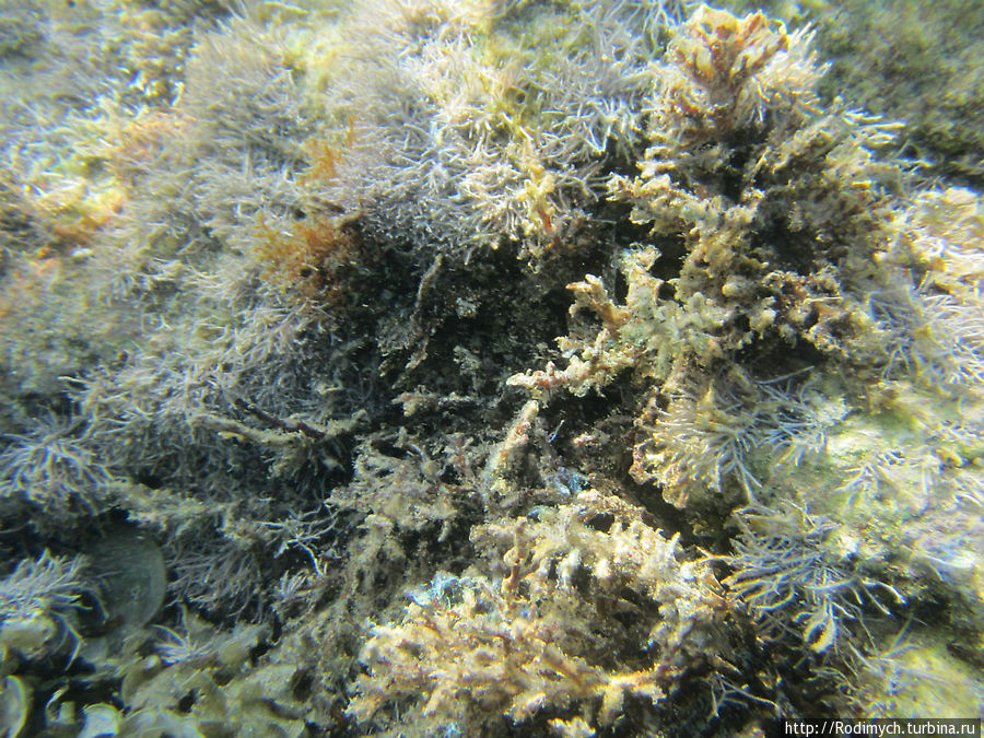 Подводная растительность Линдос, остров Родос, Греция