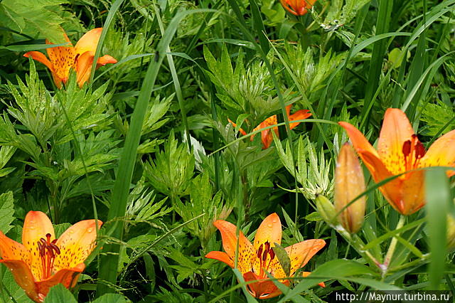 Макушка   лета.  Разнотравье,  разноцветье Южно-Сахалинск, Россия