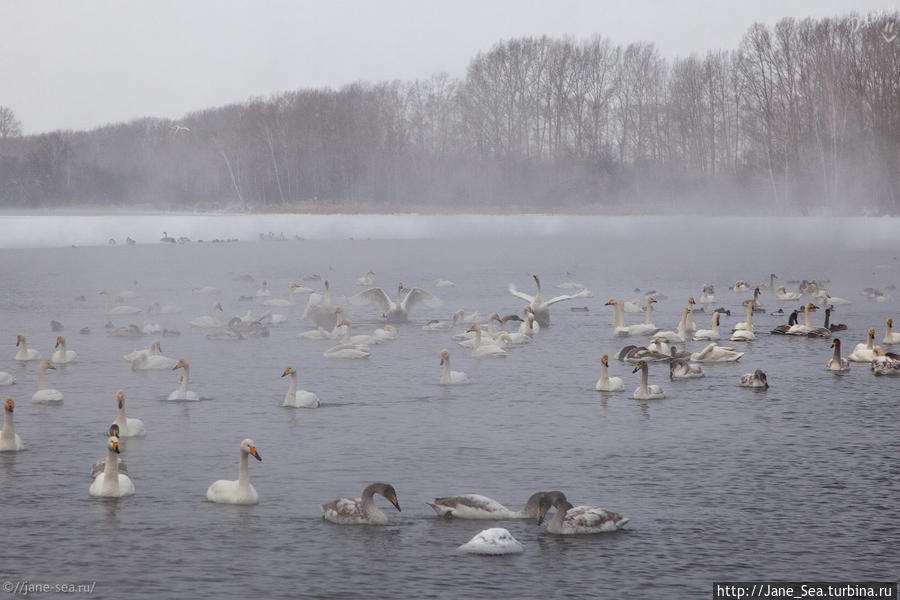 Лебединое озеро Алтайский край, Россия
