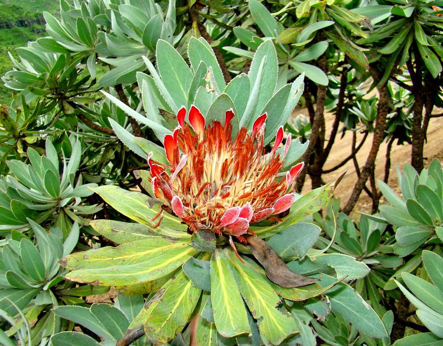 Драконовы горы и символ Южно-Африканской Республики Ундерберг, ЮАР