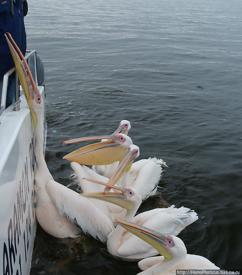 Избалованные пеликаны Уолфиш-Бей, Намибия