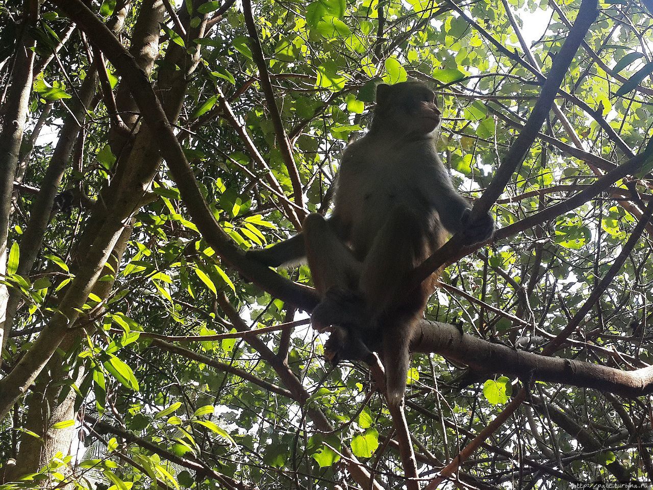 В Наньване живет много-много диких обезьян Линшуй, Китай
