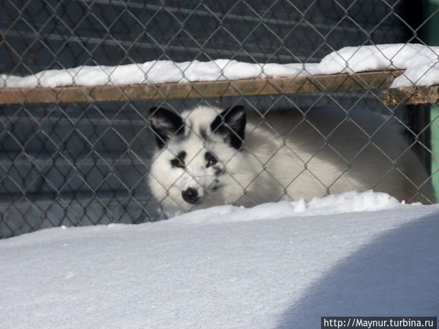 Снежная лисичка.