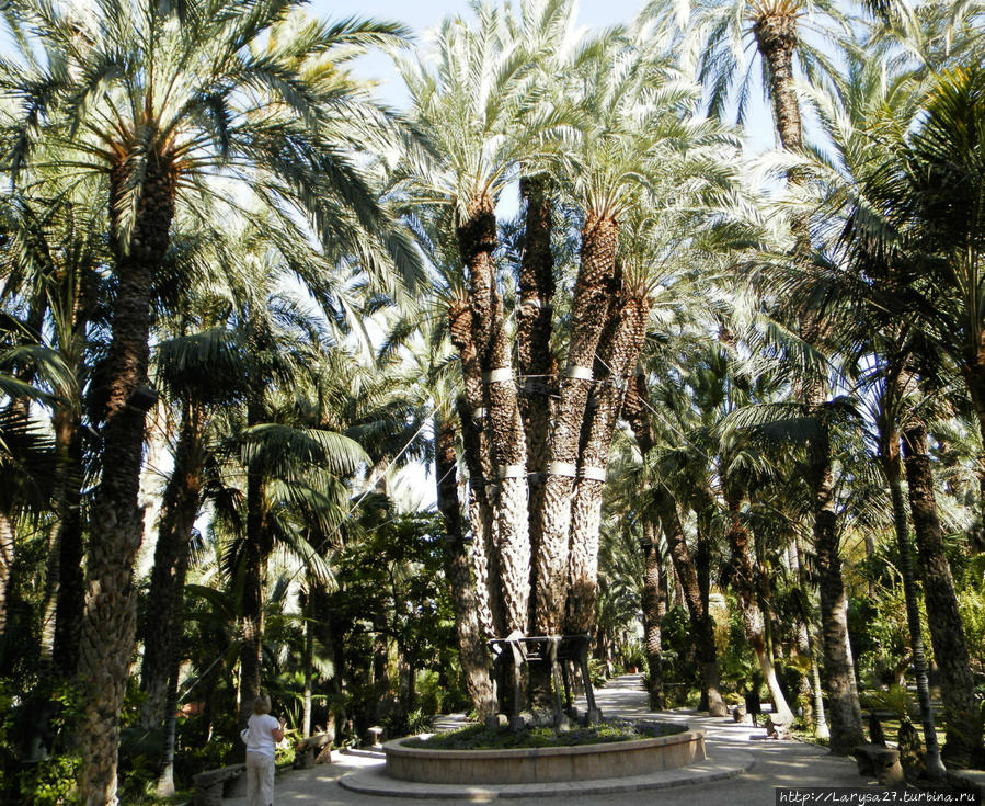 Императорская пальма — названа в честь посетившей сад в 1894 г. Елизаветы Австрийской Эльче, Испания