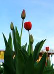 Но у нас весна, поэтому снова о тюльпанах. Как же нравятся они мне на клумбах. В прошлом году первые садовые довелось увидеть в Зарайске.