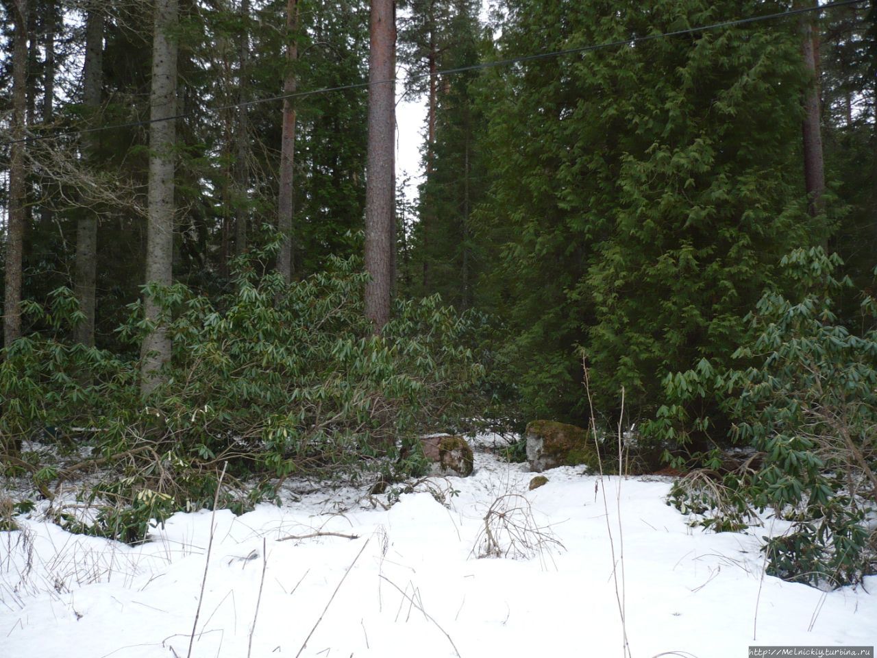 Зимний лес «Арборетум Мустила» Элимяки, Финляндия