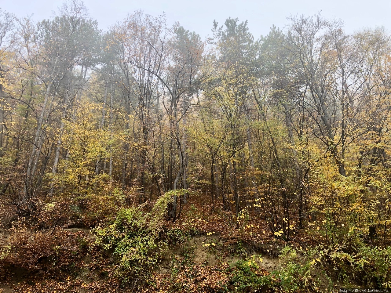 Осень в национальном парке Фрушка-Гора Фрушка-Гора Национальный парк, Сербия
