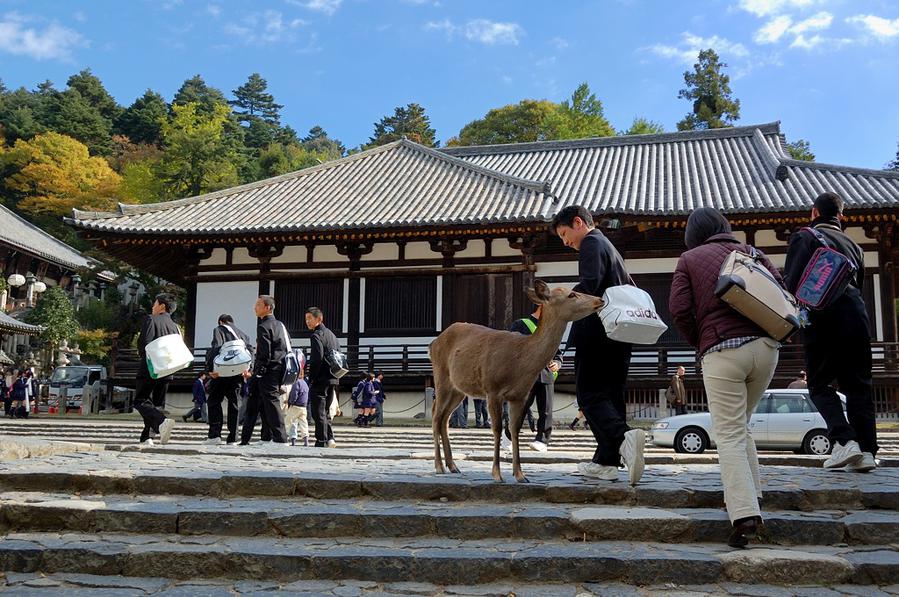 Нара: Храмы в окружении оленей